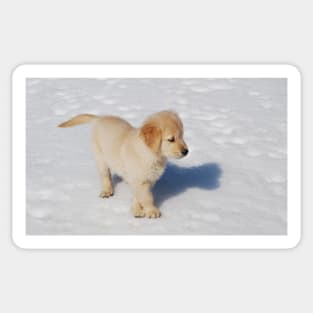 "Golden Retriever Puppy's First Winter" Sticker